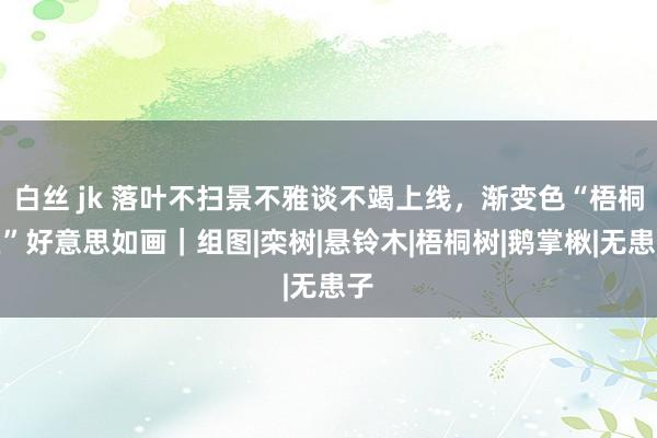 白丝 jk 落叶不扫景不雅谈不竭上线，渐变色“梧桐区”好意思如画｜组图|栾树|悬铃木|梧桐树|鹅掌楸|无患子